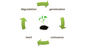 Cycle de vie d'une plante