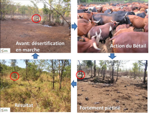 Evolution-anti-desertification