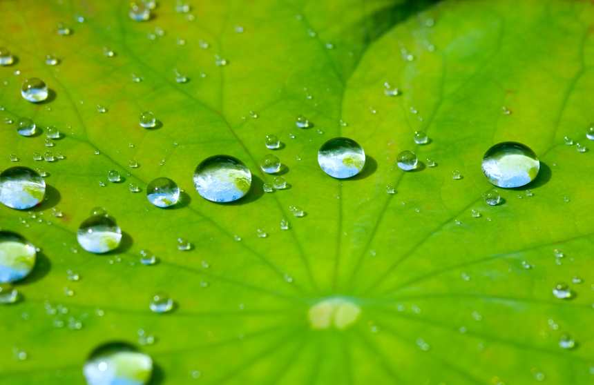 hydrophobicité des feuilles de lotus