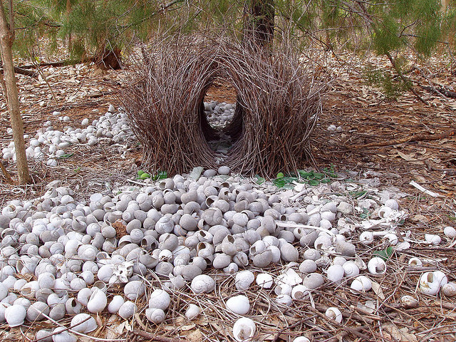 Bower bird nest