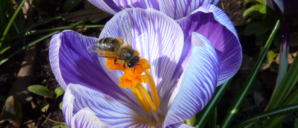 abeille coopération