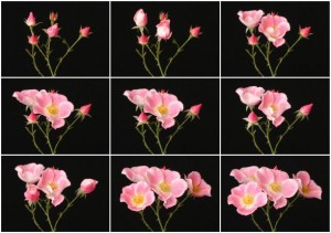 déploiment de fleurs