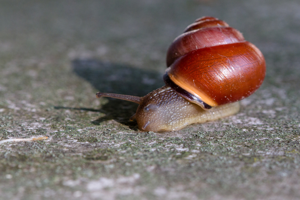 escargot