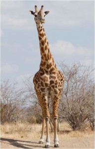 girafe