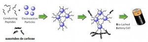 peptides-batterie